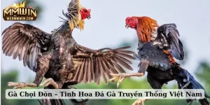 gà chọi đòn