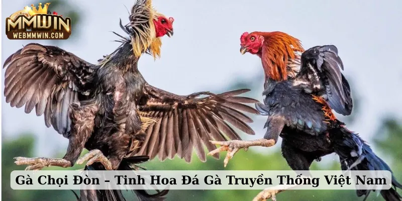 gà chọi đòn
