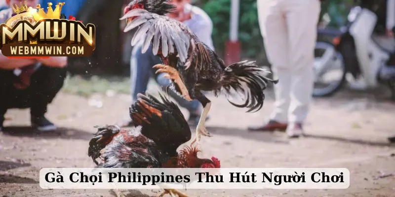 gà chọi Philippines