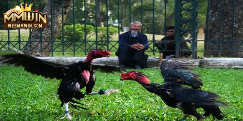 gà chọi đòn gà chọi đòn