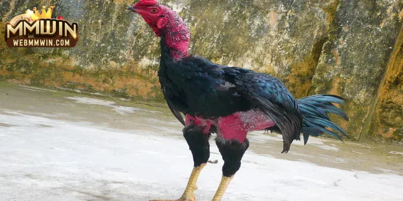 gà chọi đòn gà chọi đòn